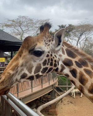 Dalia Shawky Instagram - KENYA! 🦒🦓🐅🦣🐆🌿

Here’s to making a life-long dream of mine become a reality. Beyond ecstatic to go on this adventure of a lifetime. YOLO 🥹⚡️

Swipe more to see my besties Eddie and Betty .. 
Eddie و شوفوا 
و هو بيسمع اسمه و بيسمع كلامي و يجيلي 
و قصة حبنا اللي اول صفحة اتكتبت فيها انهارده 🤭
اتهورت و عملتها.. 🙈

علاقتي بالزرافة علاقة بحبها اوي.. من و انا صغيرة ناس كتير اوي كانت بتقعد تتريق عليا و تقولي ان رقبتي شبه الزرافة.. كانوا بيقولوهالي بطريقة مش لذيذة خالص .. كبرت و حبي للزرافة كبر معايا و كتبت مرة ان نفسي اعيش اللحظة دي اني أككلهم و اني اشوفهم في الwild حاسين بالحرية و منطلقين .. و حصل. الحمد لله.. سبحانك. 

انا لو رقبتي بتشبهوها بالزرافة 
فأنا ليا الشرف بجمالهم ده و رشاقتهم دي 🦒

انهارده كان يوم ~ عمري ماهنساه في حياتي كلها. ✨