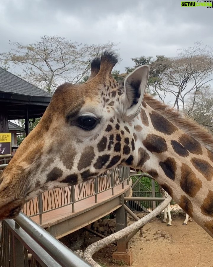 Dalia Shawky - 60.1K Likes - KENYA! 🦒🦓🐅🦣🐆🌿

Here’s to making a life-long dream of mine become a reality. Beyond ecstatic to go on this adventure of a lifetime. YOLO 🥹⚡️

Swipe more to see my besties Eddie and Betty .. 
Eddie و شوفوا 
و هو بيسمع اسمه و بيسمع كلامي و يجيلي 
و قصة حبنا اللي اول صفحة اتكتبت فيها انهارده 🤭
اتهورت و عملتها.. 🙈

علاقتي بالزرافة علاقة بحبها اوي.. من و انا صغيرة ناس كتير اوي كانت بتقعد تتريق عليا و تقولي ان رقبتي شبه الزرافة.. كانوا بيقولوهالي بطريقة مش لذيذة خالص .. كبرت و حبي للزرافة كبر معايا و كتبت مرة ان نفسي اعيش اللحظة دي اني أككلهم و اني اشوفهم في الwild حاسين بالحرية و منطلقين .. و حصل. الحمد لله.. سبحانك. 

انا لو رقبتي بتشبهوها بالزرافة 
فأنا ليا الشرف بجمالهم ده و رشاقتهم دي 🦒

انهارده كان يوم ~ عمري ماهنساه في حياتي كلها. ✨