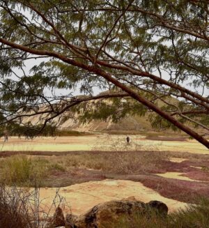 Dalila Carmo Instagram - Estamos a acabar o oitavo mês de gravações da Fazenda e a entrar na recta final do projecto. O tempo voa dentro do estúdio, e as melhores fotografias ainda são as dos exteriores que gravámos em Angola, em setembro do ano passado. Aquela luz é difícil de reproduzir noutro lugar.
O início e o final dos projectos mt longos é sempre o tempo em que as memórias imprimem melhor. Há uma zona turva ali no meio onde parece que os dias se sucedem uns aos outros sem grande coisa a registar e onde a meta é conseguir evitar a automatização e reciclar a frescura necessária que permita manter a história viva. É um trabalho de ginásio, este. E agora que os músculos mentais tonificaram, estamos prestes ( mais um mês) a regressar a outros rituais.