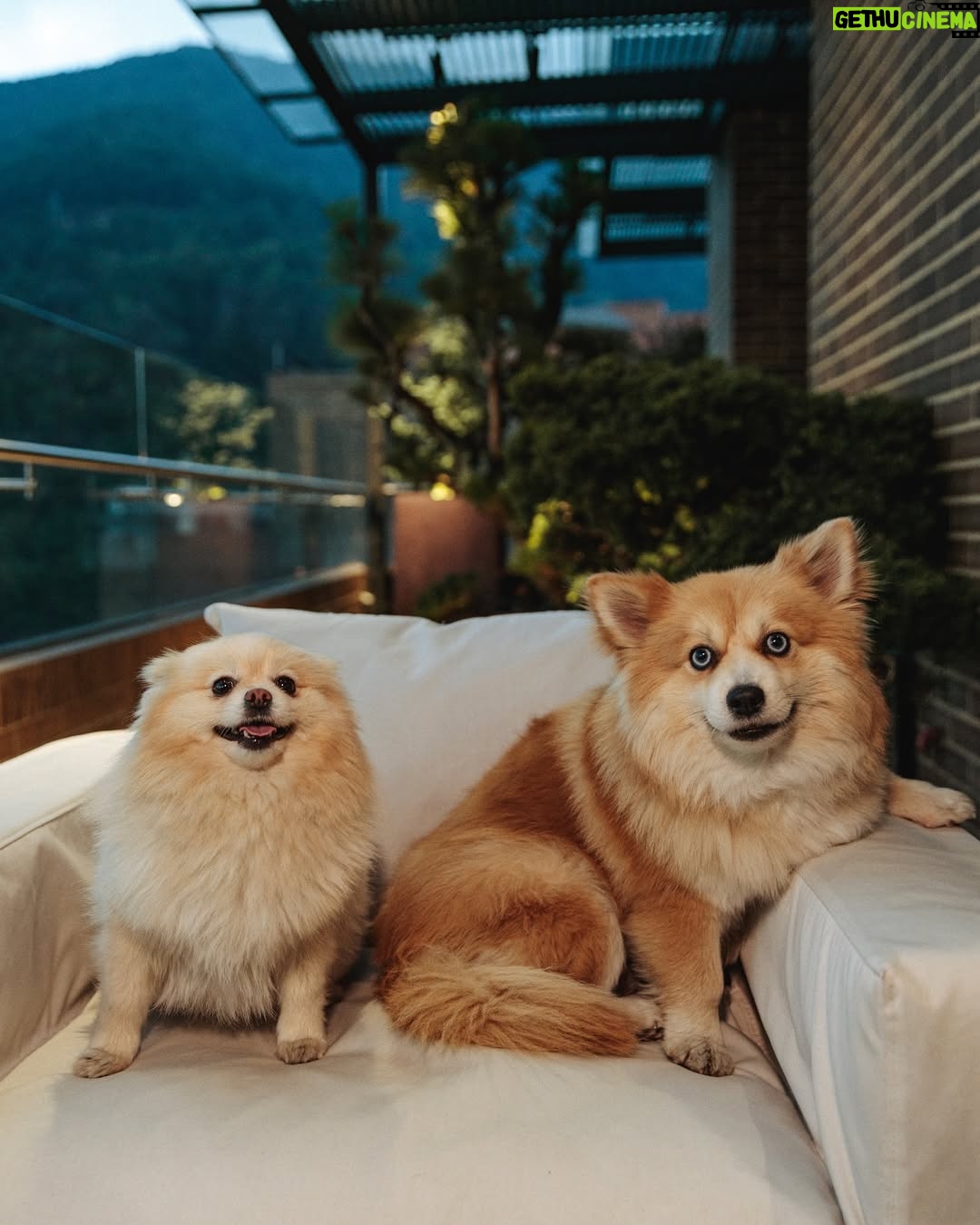 Fanny Lu - 3 Likes - Lulu y Mía … Mis consentidas, las que siempre me regalan su cariñito, la compañía más dulce … ¿Ustedes son: team perritos o team gaticos?