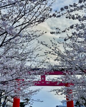 Feni Rose Instagram - Bunga bungaa di mana mana .. Kamakura Japan.