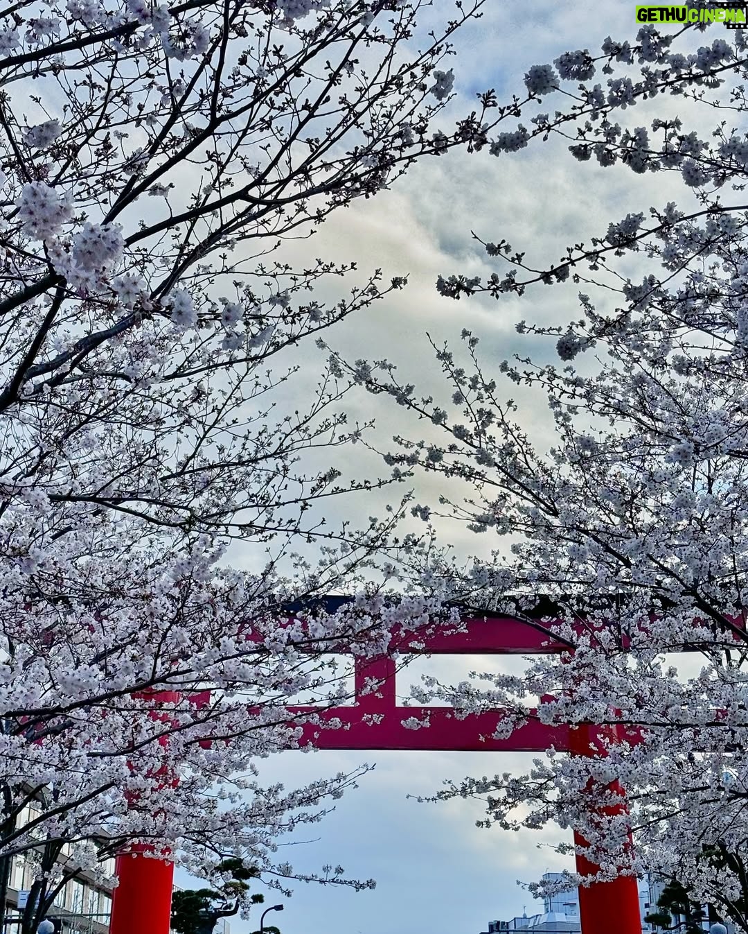 Feni Rose - 1.6K Likes - Bunga bungaa di mana mana .. Kamakura Japan.