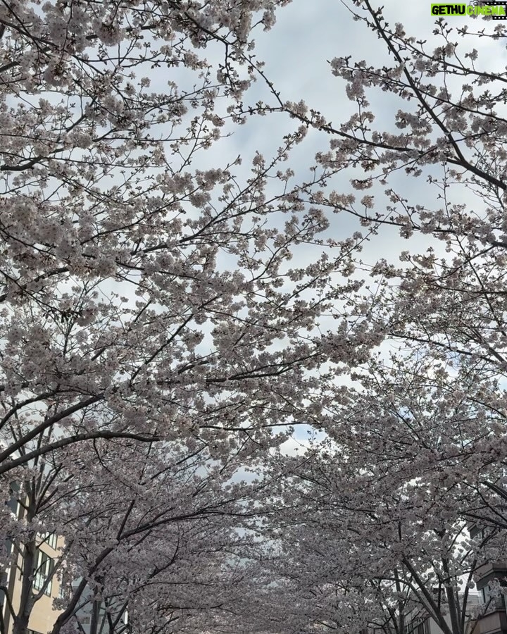 Feni Rose - 1.6K Likes - Bunga bungaa di mana mana .. Kamakura Japan.