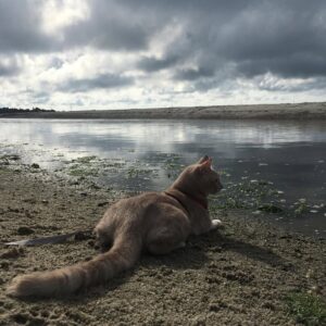 Gina Gershon Instagram - Lord Louie came into my life 8 years ago now. I have thousands of photos of him from little guy to the bigger guy he is today. I could not love this smart scoundrel any more than I do. And love all his peeps , his  retinue, the Keepers of the Lord. Happy Birthday Lord Louie! #8 #lordlouieazuzu  #happyinternationalpetday  Thank God for our furry babies! 😻