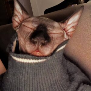 Gonca Vuslateri Instagram - Benim bayramım yok. 

Tamamen şahsi sebeplerim kaynaklı, bayram kutlamam.

Memleketim mesela. Şahsi sebeplerimden biridir. 

Bir gün olsun derdini unutmam.

Çocuklar eğlensin, bayramda el öpsünler, mutfakta kalan kısırları kemirsinler, kek kalıplarından vanilyalar çalsınlar bi parmak, büyükleri dedikodu yaparken yer yatağında ninni gibi dinleyip uyuyakalsınlar.. ben dedemin annesini gördüm, benim sırlarımı bilen insandı.. herkese bir Atike nasip olsun.. büyüklerden para alsınlar.. 

Gençlerimiz, çocuklarımız yüzleri gülsün. 

İnsanın bir çocukken bir de gençliğinde o mucizevi özelliğinden faydalandığı en kutsal maneviyatımız, 40’a yaklaşırken sessizce terk ediyor evi. 

Geriye hatırladığınız kadar tarifini uyguladığınız bir yemek gibi akılda kalanıyla ömür geçiyor:

Nedir arkadaşım o? 

Empati.

Her zaman evini değil, 

Bazen kendini de terk edip gidebilmeli insan.

Gidilecek bir mekan olarak her gün gözlerinin içine baktığı insanı da seçebilir ..

Neyse.

‘Yerine’ kendinizi koymayın yani. 
Kendinizi başkasının yerine koyduğunuz yerde bir süre unutun. 
Biraz özlesin sizi. 💫

Empati öyle çıtkırıldım bir mesele değil ve kıymetini en iyi çocuklar ve gençler bilir🌹

Büyüklerimin ellerinden öperim, bazı büyüklerime ise sadece kafa selamı veririm.
Ama küçüklerime kurban olurum.

İyi bayramlar