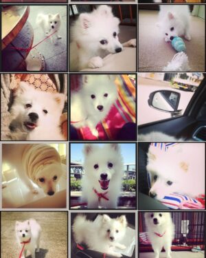 Haru Instagram - 🌈
一年前の今ごろ、むくはお星さまになりました。
番組や取材でお話しする機会も多かったので、
一応こちらで報告させてください。
一人暮らしで初めて迎えた家族で、
小さい頃から病気がちで、留守番のたびに心配して、
一生懸命この小さな白い生き物を守らねばと、頑張っていました。
楽しいことも、困ったことも思い出はいっぱいです。
たくさんの人に愛されて、本当に可愛かったなあ。
愛しい足音が聞こえてこなくなってもう一年だなんて、びっくりしてます。
むっちゃん、おかーさん元気に頑張ってるよ！

この投稿を見て悲しい気持ちにならないでくださいね。
寂しい気持ちは無くならないけど、私はずっと元気です☺️