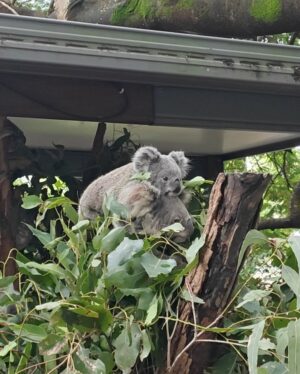 He Ying Ying Instagram - back in our comfort zone 🐨🦘🇦🇺⁣
⁣
we got to pat a koala! and feed kangaroos! and saw so many magnificent and adorable Australian animals at @lonepinekoala, the world’s first and largest koala sanctuary home to 120 koalas 🤩 ⁣
⁣
too much cuteness in one day - can’t wait to show you guys the videos we took there for #YAYSeason2 🤎⁣
⁣
@visitbrisbane ⁣
@queensland
