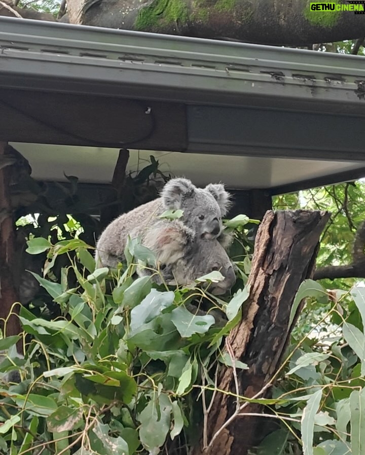He Ying Ying - 4.5K Likes - back in our comfort zone 🐨🦘🇦🇺
we got to pat a koala! and feed kangaroos! and saw so many magnificent and adorable Australian animals at @lonepinekoala, the world’s first and largest koala sanctuary home to 120 koalas 🤩
too much cuteness in one day - can’t wait to show you guys the videos we took there for #YAYSeason2 🤎
@visitbrisbane
@queensland