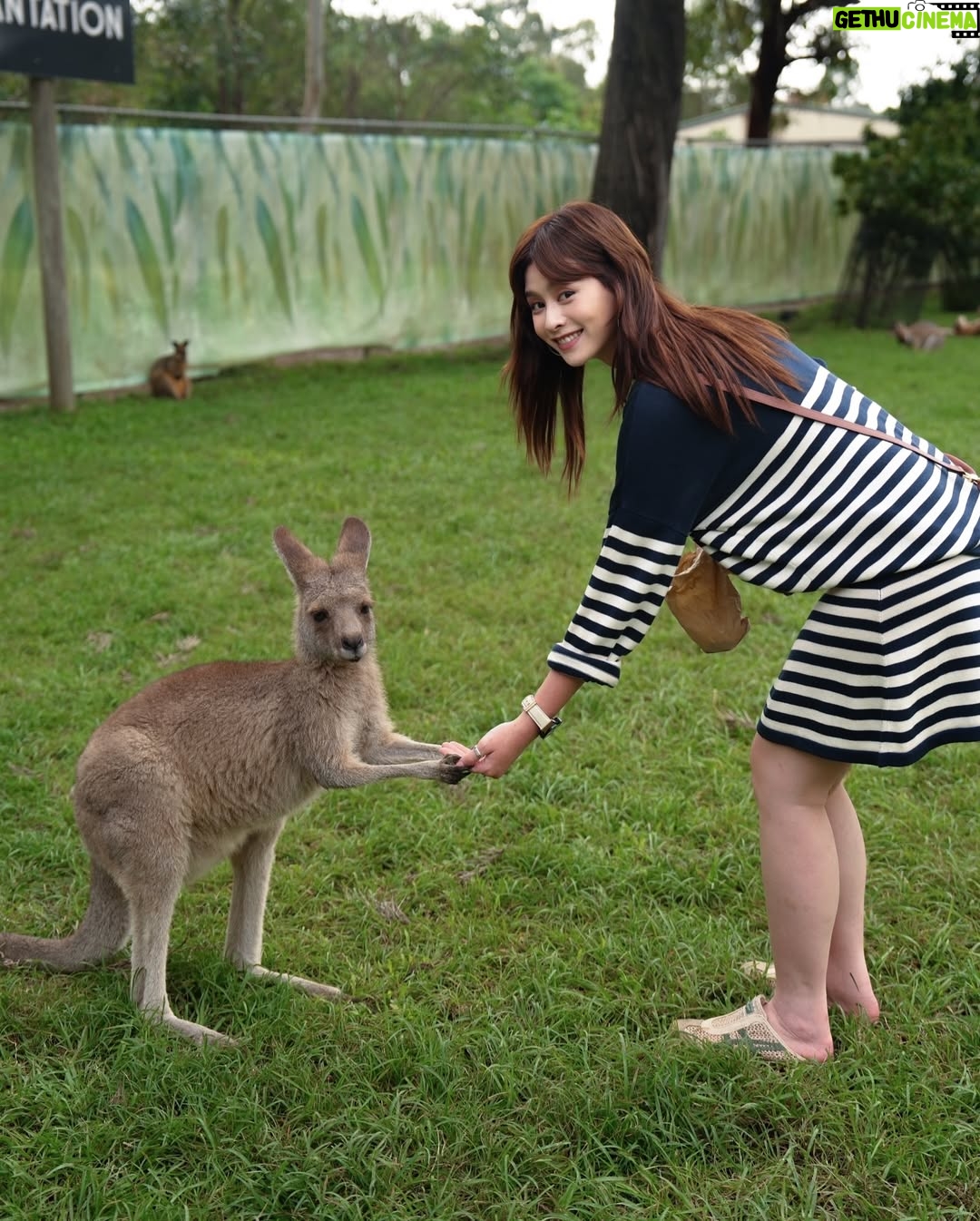He Ying Ying - 4.5K Likes - back in our comfort zone 🐨🦘🇦🇺
we got to pat a koala! and feed kangaroos! and saw so many magnificent and adorable Australian animals at @lonepinekoala, the world’s first and largest koala sanctuary home to 120 koalas 🤩
too much cuteness in one day - can’t wait to show you guys the videos we took there for #YAYSeason2 🤎
@visitbrisbane
@queensland