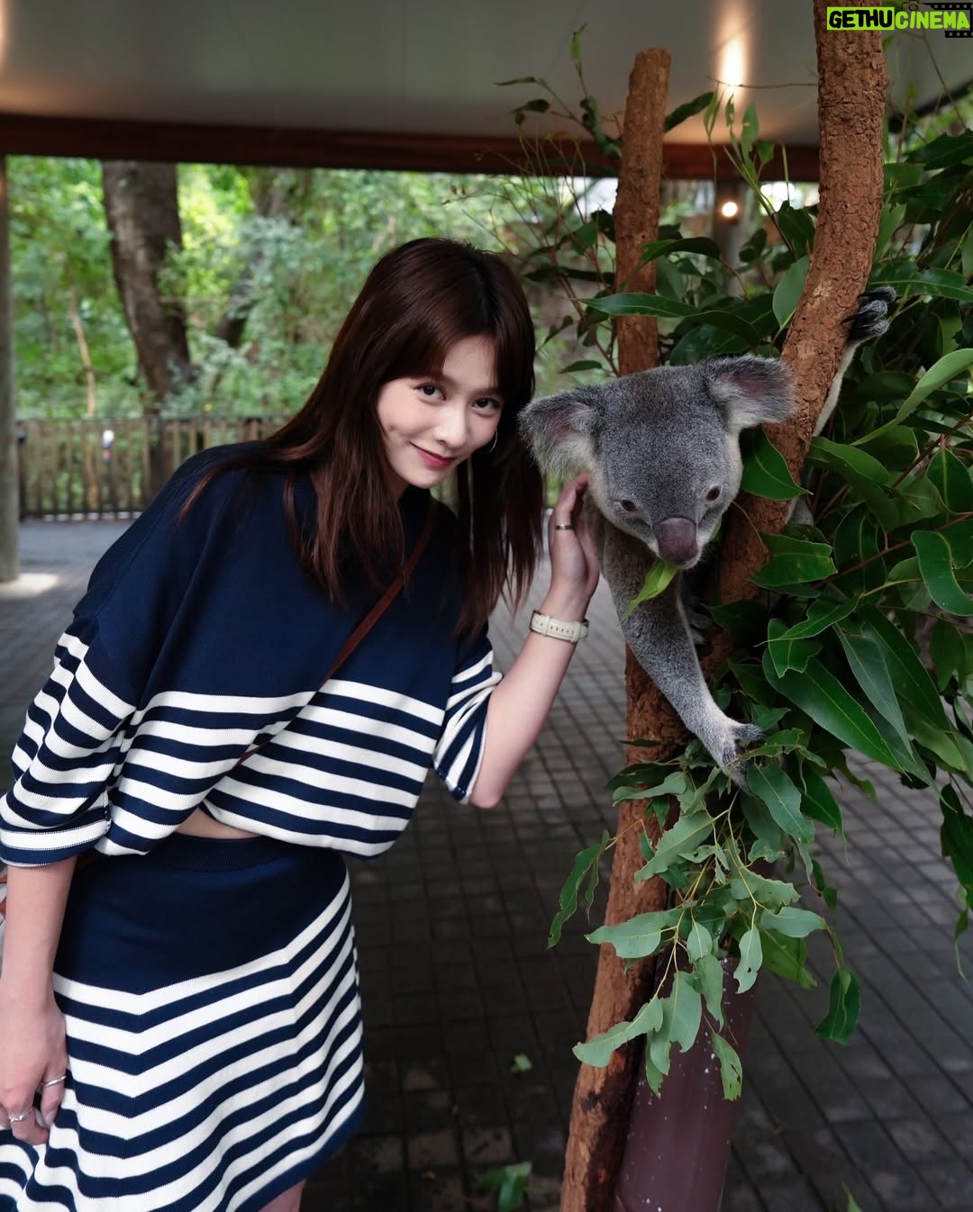 He Ying Ying - 4.5K Likes - back in our comfort zone 🐨🦘🇦🇺
we got to pat a koala! and feed kangaroos! and saw so many magnificent and adorable Australian animals at @lonepinekoala, the world’s first and largest koala sanctuary home to 120 koalas 🤩
too much cuteness in one day - can’t wait to show you guys the videos we took there for #YAYSeason2 🤎
@visitbrisbane
@queensland