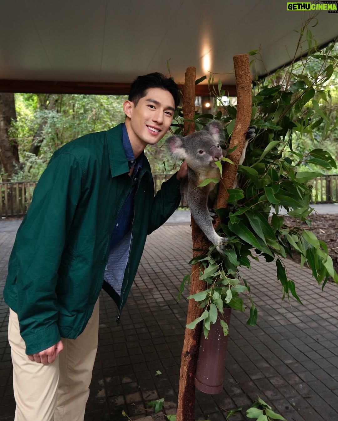 He Ying Ying - 4.5K Likes - back in our comfort zone 🐨🦘🇦🇺
we got to pat a koala! and feed kangaroos! and saw so many magnificent and adorable Australian animals at @lonepinekoala, the world’s first and largest koala sanctuary home to 120 koalas 🤩
too much cuteness in one day - can’t wait to show you guys the videos we took there for #YAYSeason2 🤎
@visitbrisbane
@queensland