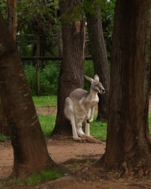 He Ying Ying Instagram - back in our comfort zone 🐨🦘🇦🇺⁣
⁣
we got to pat a koala! and feed kangaroos! and saw so many magnificent and adorable Australian animals at @lonepinekoala, the world’s first and largest koala sanctuary home to 120 koalas 🤩 ⁣
⁣
too much cuteness in one day - can’t wait to show you guys the videos we took there for #YAYSeason2 🤎⁣
⁣
@visitbrisbane ⁣
@queensland