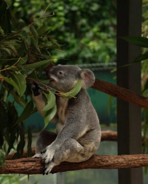 He Ying Ying Instagram - back in our comfort zone 🐨🦘🇦🇺⁣
⁣
we got to pat a koala! and feed kangaroos! and saw so many magnificent and adorable Australian animals at @lonepinekoala, the world’s first and largest koala sanctuary home to 120 koalas 🤩 ⁣
⁣
too much cuteness in one day - can’t wait to show you guys the videos we took there for #YAYSeason2 🤎⁣
⁣
@visitbrisbane ⁣
@queensland