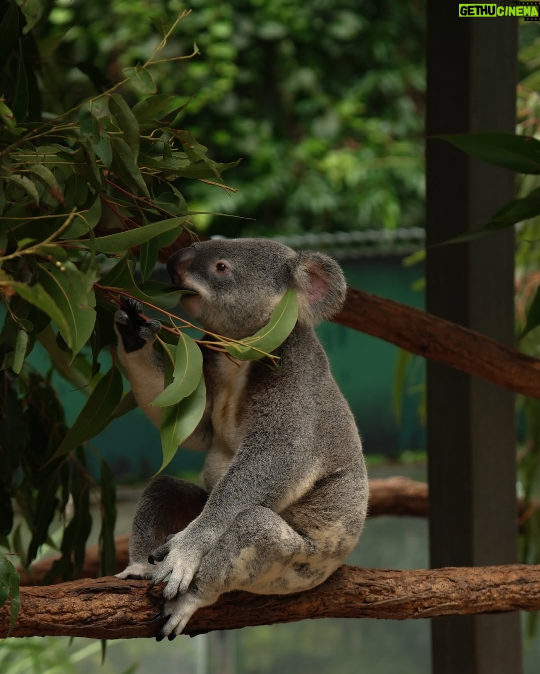 He Ying Ying - 4.5K Likes - back in our comfort zone 🐨🦘🇦🇺
we got to pat a koala! and feed kangaroos! and saw so many magnificent and adorable Australian animals at @lonepinekoala, the world’s first and largest koala sanctuary home to 120 koalas 🤩
too much cuteness in one day - can’t wait to show you guys the videos we took there for #YAYSeason2 🤎
@visitbrisbane
@queensland