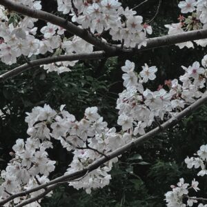Hiyori Sakurada Instagram - 🌓