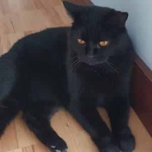 Ia Parulava Instagram - #blackcat