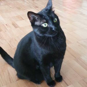 Ia Parulava Instagram - #blackcat
