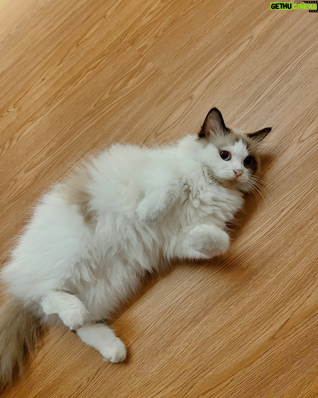 Intan Aletrino - 494 Likes - Things that keep me happy these days:
Work, family, fresh juice & cats āØ