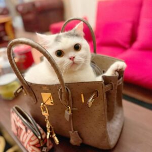 Inul Daratista Instagram - Assalamualikum  keluarga onlen❤️😍
namaku Moza mainannya mama  Inul😍
menurut kalian aku ganteng ngga ??😍💋

yg beruntung dpt 250rb ❤️
utk 20 orang ❤️🙏💃
#berbagi 
#ramadhankareem