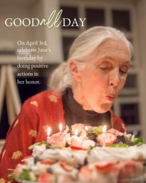 Jane Goodall Instagram - Dr. Jane Goodall’s 91st birthday is on April 3rd! Join us for the countdown to the big day as we put the spotlight on Jane’s legacy in motion. 
 
Dr. Goodall’s journey is a testament to the power of curiosity, perseverance, and hope. From her start as a little girl who dreamed of Africa to becoming a world renowned conservationist, her story is one of transformation—not just for herself, but for all of us. 
 
Starting tomorrow, we’ll be celebrating the Eras of Jane—the defining moments of her life and how they continue to shape the world through her activism and the work of the Jane Goodall Institute today. 
 
Then, on April 3rd, join our global celebration of Jane's birthday by performing acts of goodness, big or small, and sharing them with the world using #GoodAllDay. Together, let's create a ripple effect of kindness that echoes Jane's inspiring work around the globe! 🌟
 
💚 Whether it's planting a tree, lending a helping hand, or simply spreading smiles, every act counts. Let's honor Jane on her 91st birthday by supporting her ongoing mission of kindness and hope. 🌿 Swipe to see some of the projects from last year!
 
Tap the link in our bio to learn more about #GoodAllDay! 
OR Head to https://news.janegoodall.org/2025/03/25/join-the-goodallday-movement/ to learn more about #GoodAllDay! 
 
📸 Ophir Sarusi
 
Projects:
@justinsfrogproject who planted 90 trees for the occasion
@RootsAndShoots Youth Council member Serena celebrated by raising food donations for the Greater Boston area
@miss.emerson.rose who put together birthday kits for local kids in need
@eckerdreducesingleuse Eckerd College's Reducing Single Use Team who ran a campus-cleanup as well as collecting marine debris along their local coastline
. 
. 
. 
#JaneGoodall #JaneGoodallInstitute #GoodallDay #JGI #Birthday #Nonagenarian #YouthEmpowerment #Volunteer #HopeInAction #AprilBirthdays #Community