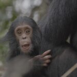 Jane Goodall