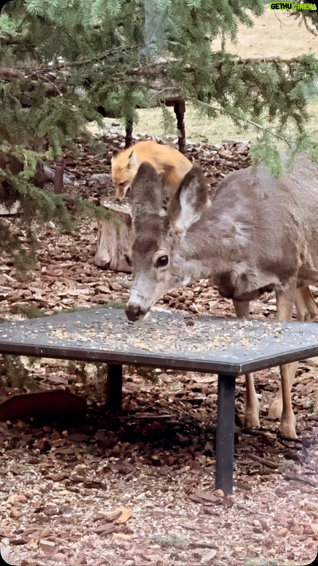 Jann Arden - 5.1K Likes - It was an incredible morning here... a fox and a deer just hanging out.