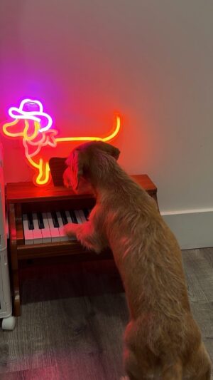 Jarry Lee Instagram - HELLO I taught my puppy how to play piano 💅🏼🥹 @daisyworldofficial