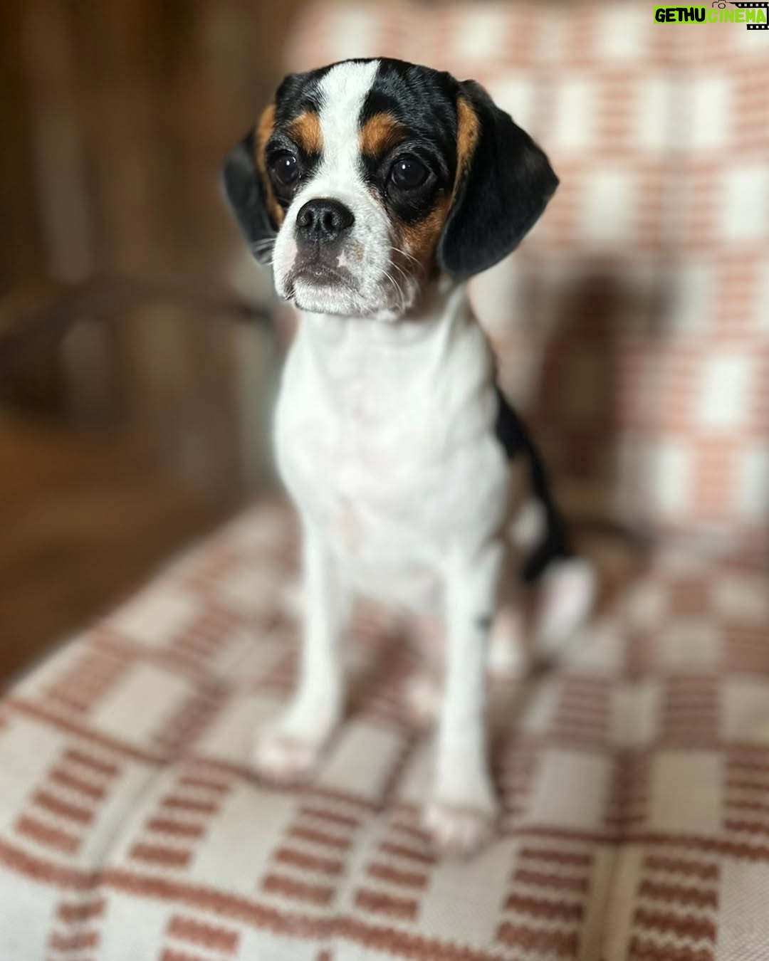 Jenni Falconer - 2.3K Likes - National Pet Day β€οΈ
The house would be far too quiet without the pitter patter of these feetβ¦. Life just wouldnβt be the same.
We love you Millie. πΆ
#milliebobbyboo #pugalier