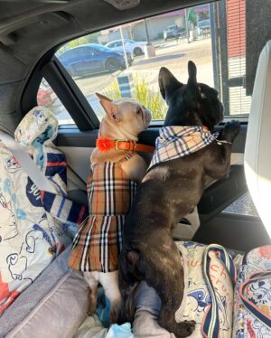 Josetty Hurtado Instagram - My little family 🤎 Palm Springs for the weekend 🏜️ 

#burberry #palmsprings #frenchbulldog #frenchiesofinstagram #frenchie #labubu #california #family