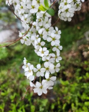 Jung Si-a Instagram - 작년 상장을 왜 이제야 발견한거지?

꽃을 사랑하는 서우가 보내준 사진들

건강이 최고

수건도 접는 울 코코