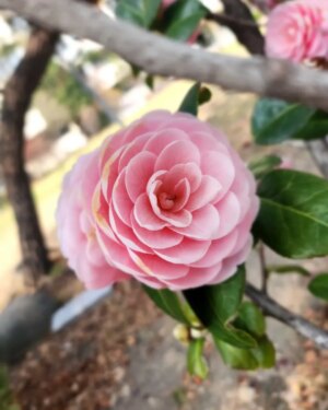Jung Si-a Instagram - 작년 상장을 왜 이제야 발견한거지?

꽃을 사랑하는 서우가 보내준 사진들

건강이 최고

수건도 접는 울 코코
