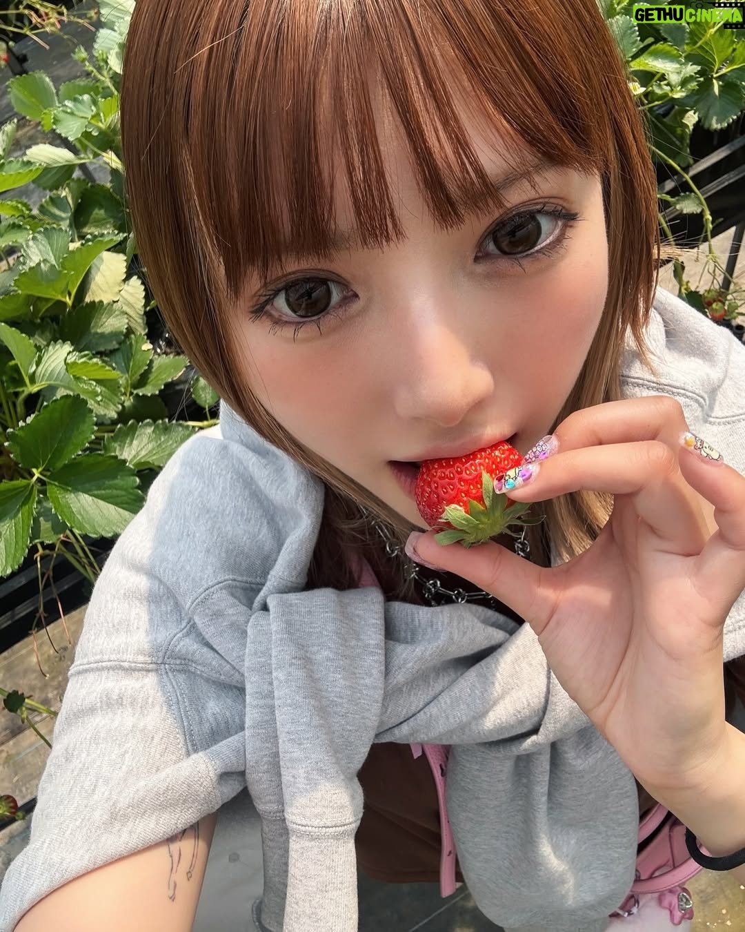 Kalen Anzai - 5.8K Likes - .
これは先週いちご狩りをしたときの🍓
わりと毎年いちご狩りしてるけど
案外スグお腹いっぱいになっちゃって
毎年目標100個目指すけど
達成出来たことは一度もない˘ ᴗ ̫ ᴗ ˘
#いちご#ジャムは食べれない