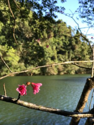 Karen Mok Man-Wai Instagram - 親愛的，人間的愛情就像一朵花💖  
願朵朵鮮花，綻放在我們的當下💐
Live life in full boom 🌸
#SeasonsOfFlower
#歲月裡的花  #莫文蔚 #KarenMOK