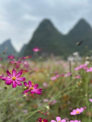 Karen Mok Man-Wai Instagram - 親愛的，人間的愛情就像一朵花💖  
願朵朵鮮花，綻放在我們的當下💐
Live life in full boom 🌸
#SeasonsOfFlower
#歲月裡的花  #莫文蔚 #KarenMOK