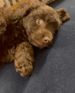 Katie Piper Instagram - We have expanded our family… Introducing Sugar 🐶The girls have wanted a brother or sister for so long and we wanted to make this happen. Our gorgeous girl came from @battersea Dogs & Cats Home and we are so happy to make our home, her new home. Big shout out to the amazing team @battersea for all the incredible work they do rescuing dogs and cats everyday. Now apologies in advance for all the puppy spam that is about to follow over the next few months 🐕