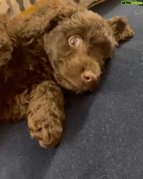 Katie Piper - 29.9K Likes - We have expanded our family⌠Introducing Sugar đśThe girls have wanted a brother or sister for so long and we wanted to make this happen. Our gorgeous girl came from @battersea Dogs & Cats Home and we are so happy to make our home, her new home. Big shout out to the amazing team @battersea for all the incredible work they do rescuing dogs and cats everyday. Now apologies in advance for all the puppy spam that is about to follow over the next few months đ
