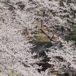 Kim Wan-sun