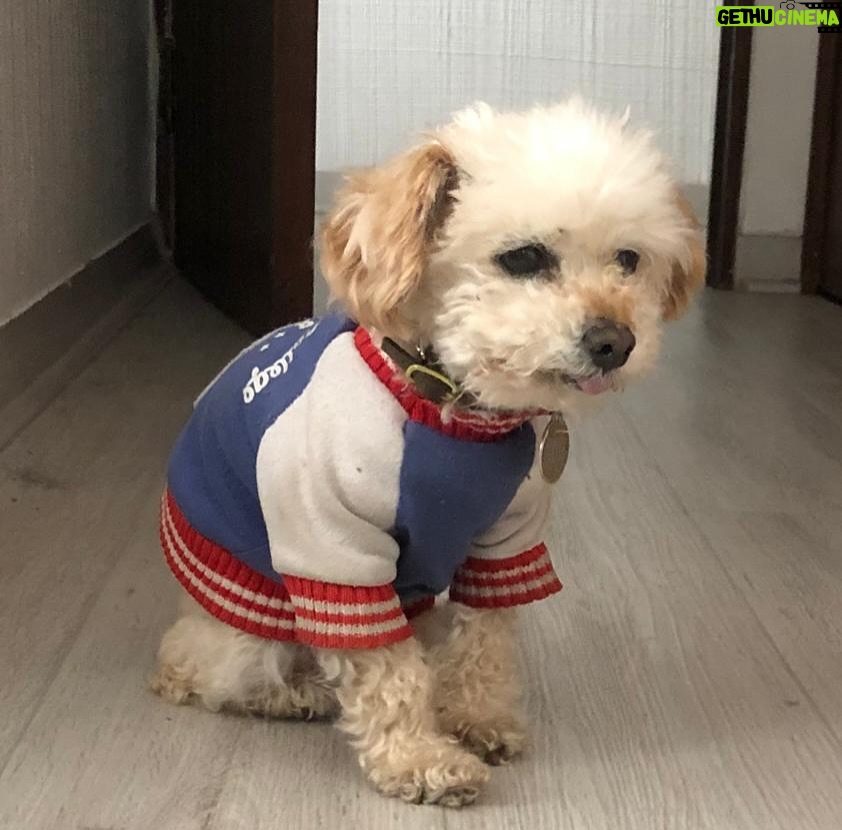 Krishna de Caso - 2.3K Likes - Por siempre junto a mi 💚🐶😍