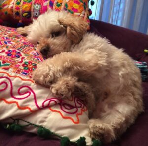 Krishna de Caso Instagram - Por siempre junto a mi 💚🐶😍