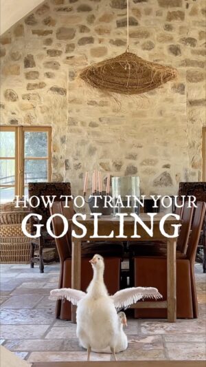 Lauren Liess Instagram - how to train your gosling 🫶  Geese are often misjudged and -though verrrry protective- are some of the sweetest animals on the planet. They are the strongest imprinters and will follow their “mama” around everywhere.  We have two female embdens, Snowdrop   Primrose (the white mother goose kind) 🪿🪿 If you want super friendly cuddly geese, you need to spend lots of time with them every day, take them out on adventures (they loooove grass and you can earn their trust by picking handfuls of it for them when grazing) and make sure to het them used to lots of physical touch, pets and company. They love their people in such a trusting, beautiful way. 🫶 ps- they aren’t really potty trainable so jaunts inside need to be fast and -even then- have your cleaner & paper towels ready! #themeadowhouse #fairytalemodern #geese #liessgeese
