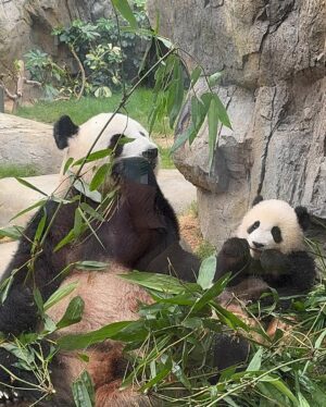 Leila Tong Instagram - 我都唔知幾多年冇去過海洋公園喇！😭今次仲要見到勁活潑可愛嘅熊貓家姐細佬，佢哋勁得意囉！同埋見到我最鍾意嘅企鵝同狐獴呀！😍😍😍

@hkoceanpark @pandahk_official @ogilvy @ogilvy.hk
#海洋公園 #hkOceanPark #AnimalDiscoveryFest2025 #親親動物月 #TheUltimateAnimalFunLearningPlaylist #最熊玩學PLAYLIST #hkpanda #giantpanda #HKPandaCubsTwins #香港大熊貓 #龍鳳胎大熊貓