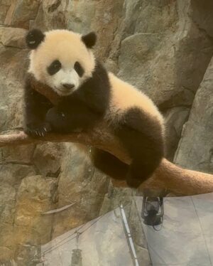 Leila Tong Instagram - 我都唔知幾多年冇去過海洋公園喇！😭今次仲要見到勁活潑可愛嘅熊貓家姐細佬，佢哋勁得意囉！同埋見到我最鍾意嘅企鵝同狐獴呀！😍😍😍

@hkoceanpark @pandahk_official @ogilvy @ogilvy.hk
#海洋公園 #hkOceanPark #AnimalDiscoveryFest2025 #親親動物月 #TheUltimateAnimalFunLearningPlaylist #最熊玩學PLAYLIST #hkpanda #giantpanda #HKPandaCubsTwins #香港大熊貓 #龍鳳胎大熊貓