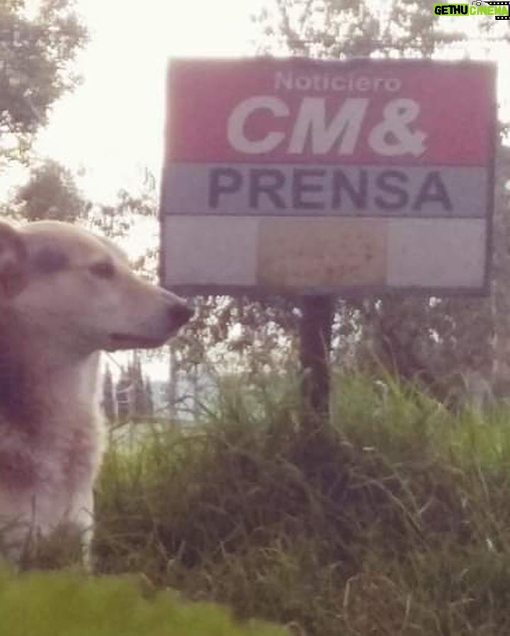 Margarita Ortega - 12.8K Likes - CM& LA NOTICIA.
#porsiempre #gratitud #equipo #cmi @noticierocmi #noticias #periodismo #yamidamat #prensa #odin🐕