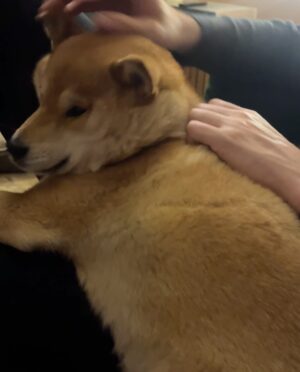 May Calamawy Instagram - Hung out with @tom__jamieson - took photos for 15 minutes and annoyed his Shiba Inu the rest of the day. Still sad she wants nothing to do with me.