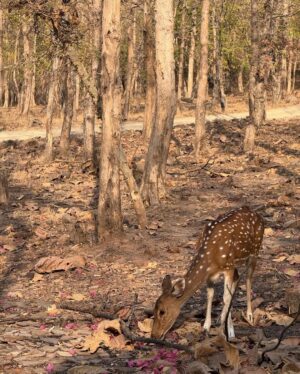 Medha Rana Instagram - Hakuna matata 🤎🐒🕸️🐅🦚🌾🦌🍃🐿️☀️
