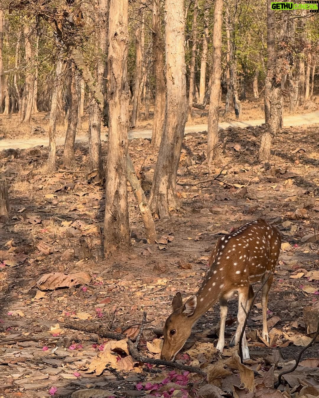 Medha Rana - 25.7K Likes - Hakuna matata 🤎🐒🕸️🐅🦚🌾🦌🍃🐿️☀️
