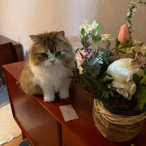 Miwako Kakei Instagram - ♡♡♡
お祝いの言葉やあたたかいメッセージをいただく毎日で、
本当に嬉しいです。
本当はお一人お一人にお礼を伝えたいのですが、すべて大切に読ませていただいています☺️

先日31歳も迎えました。
いつもありがとう！
これからもよろぴくおねがいします☺️