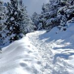 Monserrat Torrent
