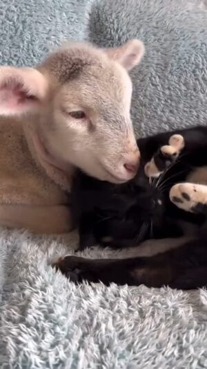 Naike Rivelli Instagram - Due vite, due sguardi, due creature capaci di provare affetto, curiosità, paura.
Una la coccoliamo sul divano, l’altro la mettiamo nel piatto.
Perché?
In vista della Pasqua, ricordiamoci che la tradizione non giustifica la sofferenza.
Essere vegan non significa rinunciare al gusto, ma scegliere la coerenza con i nostri valori più profondi: amore, compassione, rispetto per ogni essere vivente.
Guarda questo video e poi chiediti: 
cosa rende l’uno diverso dall’altro?
#meno4giorniapasqua