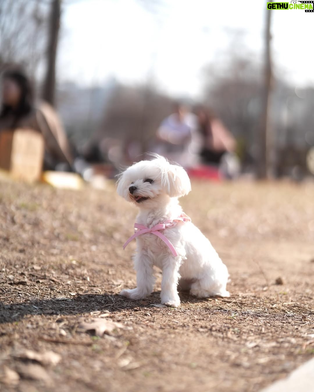 Nam Bo-ra - 4.8K Likes - ㅋㅋㅋㅋ 저번주 교회 끝나고 휘호랑 한강 라면 뿌시기 ㅋㅋㅋ
전투적으로 먹네 우리 ㅋㅋㅋㅋㅋㅋ
그리고 벚꽃 머털이🌸
